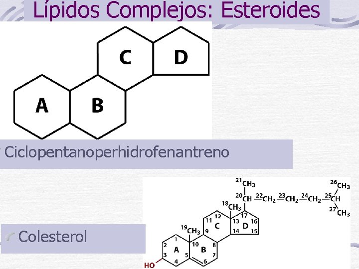 Lípidos Complejos: Esteroides Ciclopentanoperhidrofenantreno Colesterol 