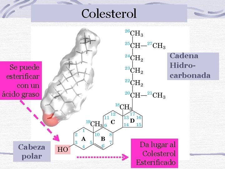 Colesterol Se puede esterificar con un ácido graso Cabeza polar Cadena Hidrocarbonada Da lugar