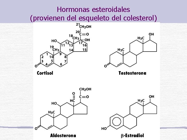 Hormonas esteroidales (provienen del esqueleto del colesterol) 