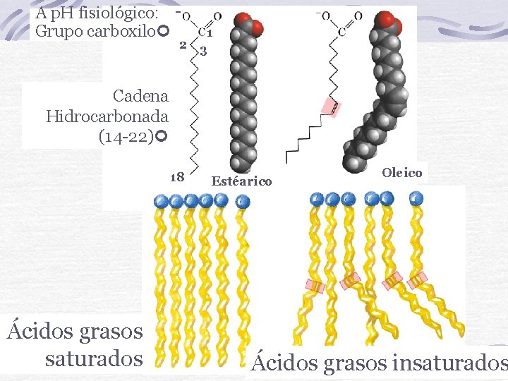 A p. H fisiológico: Grupo carboxilo 2 1 3 Cadena Hidrocarbonada (14 -22) 18