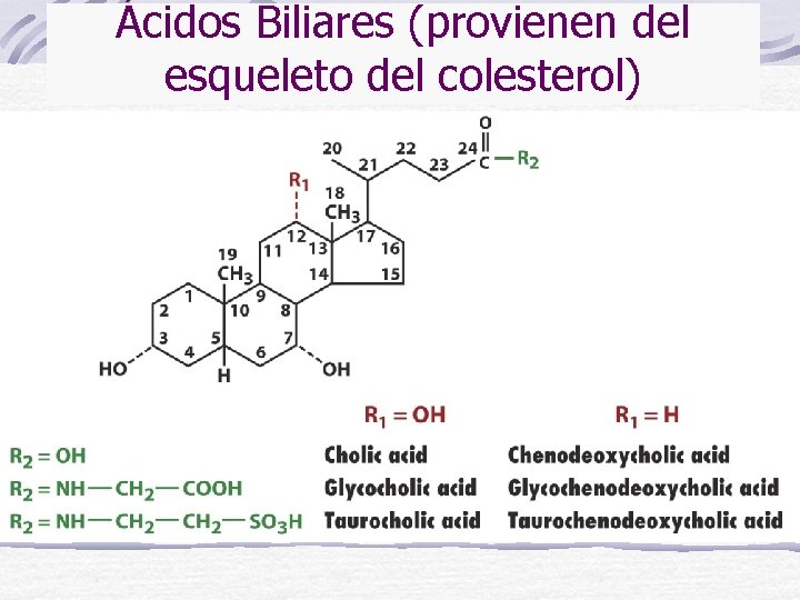 Ácidos Biliares (provienen del esqueleto del colesterol) 