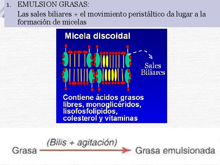 1. EMULSION GRASAS: Las sales biliares + el movimiento peristáltico da lugar a la