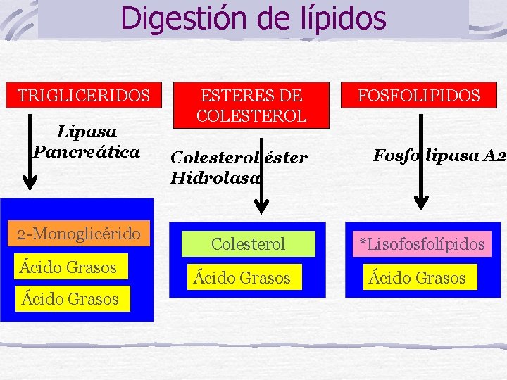 Digestión de lípidos TRIGLICERIDOS Lipasa Pancreática 2 -Monoglicérido Ácido Grasos ESTERES DE COLESTEROL Colesterol