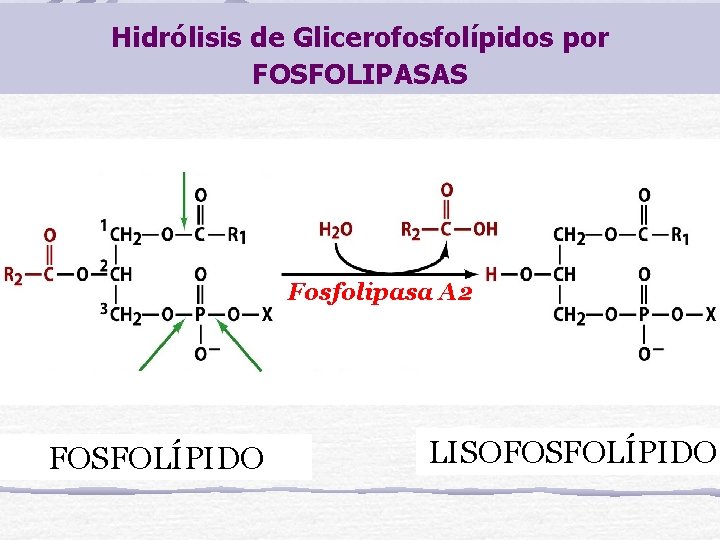 Hidrólisis de Glicerofosfolípidos por FOSFOLIPASAS Fosfolipasa A 2 FOSFOLÍPIDO LISOFOSFOLÍPIDO 