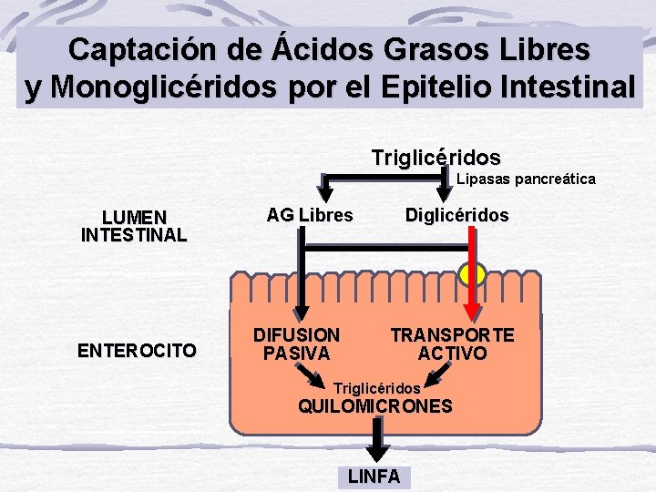 Captación de Ácidos Grasos Libres y Monoglicéridos por el Epitelio Intestinal Triglicéridos Lipasas pancreática