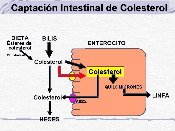 Captación Intestinal de Colesterol DIETA Ésteres de colesterol BILIS ENTEROCITO CE hidrolasa Colesterol QUILOMICRONES