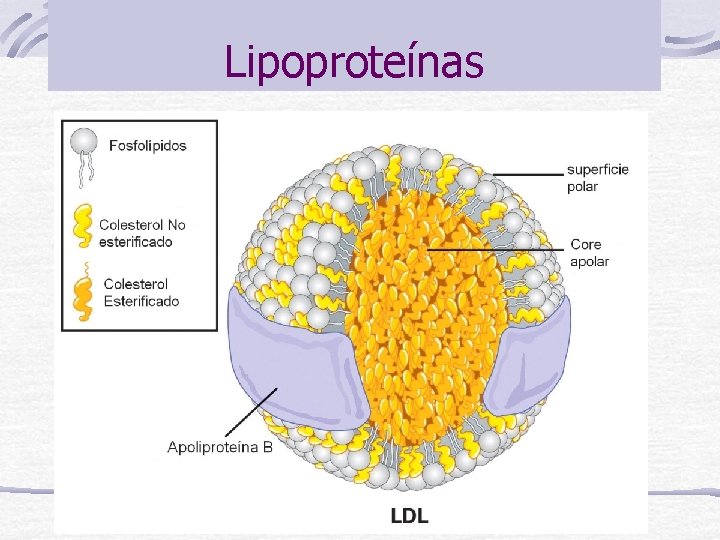 Lipoproteínas 
