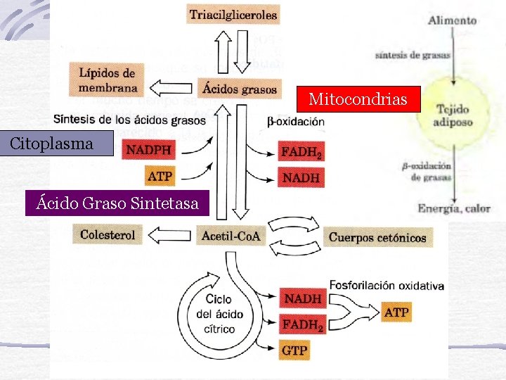 Mitocondrias Citoplasma Ácido Graso Sintetasa 