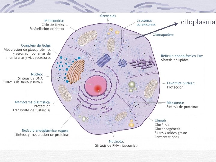 citoplasma 