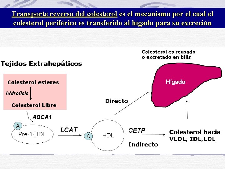 Transporte reverso del colesterol es el mecanismo por el cual el colesterol periférico es