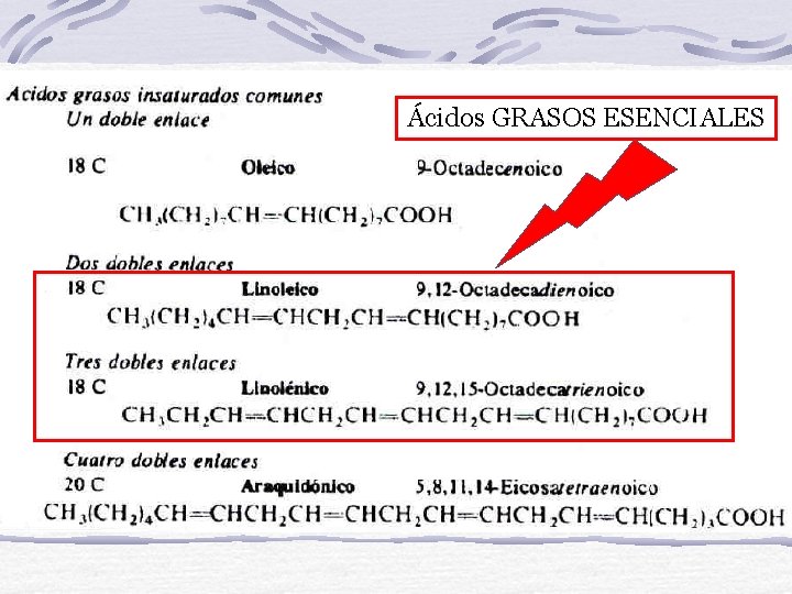 Ácidos GRASOS ESENCIALES 