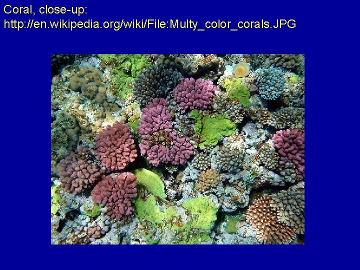 Coral, close-up: http: //en. wikipedia. org/wiki/File: Multy_color_corals. JPG 