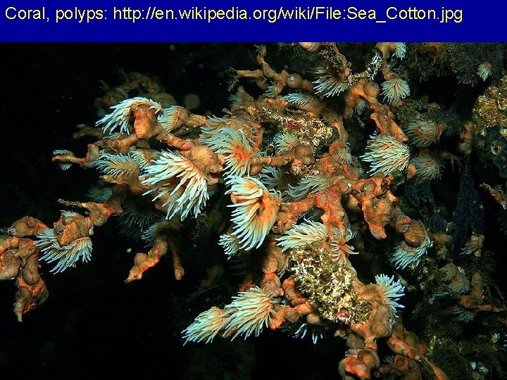 Coral, polyps: http: //en. wikipedia. org/wiki/File: Sea_Cotton. jpg 