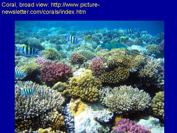 Coral, broad view: http: //www. picturenewsletter. com/corals/index. htm 