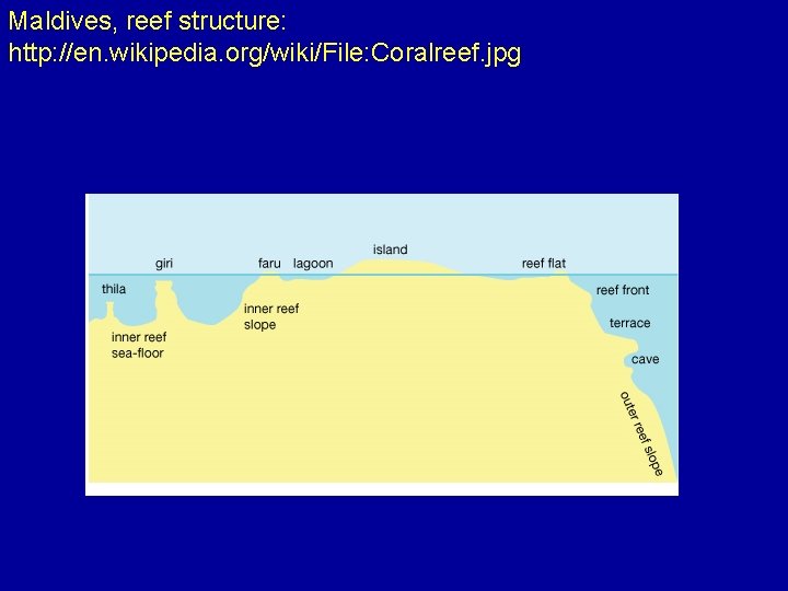 Maldives, reef structure: http: //en. wikipedia. org/wiki/File: Coralreef. jpg 