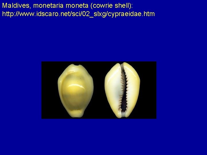 Maldives, monetaria moneta (cowrie shell): http: //www. idscaro. net/sci/02_slxg/cypraeidae. htm 