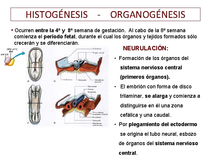 HISTOGÉNESIS - ORGANOGÉNESIS • Ocurren entre la 4ª y 8ª semana de gestación. Al