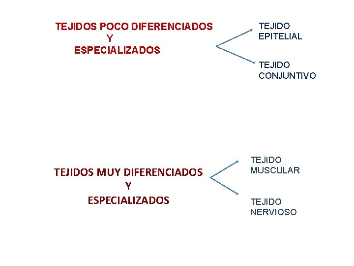 TEJIDOS POCO DIFERENCIADOS Y ESPECIALIZADOS TEJIDO EPITELIAL TEJIDO CONJUNTIVO TEJIDOS MUY DIFERENCIADOS Y ESPECIALIZADOS