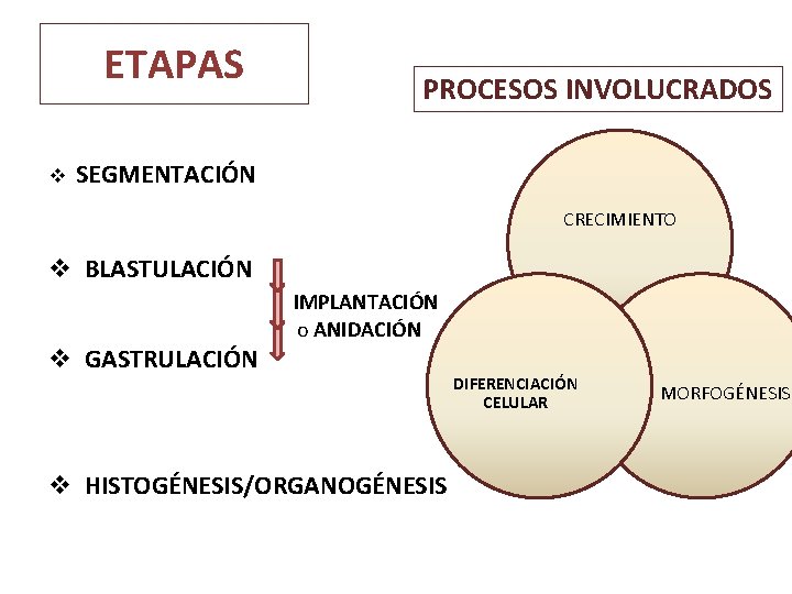 ETAPAS v PROCESOS INVOLUCRADOS SEGMENTACIÓN CRECIMIENTO v BLASTULACIÓN v GASTRULACIÓN IMPLANTACIÓN o ANIDACIÓN v