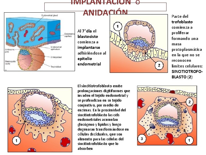 IMPLANTACIÓN o ANIDACIÓN Al 7°día el blastocisto comienza a implantarse adhiriéndose al epitelio endometrial