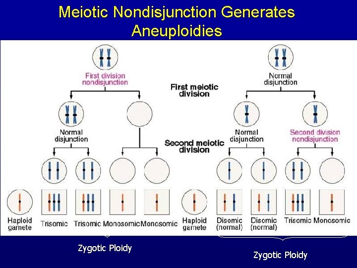 Meiotic Nondisjunction Generates Aneuploidies abnormal gametes Zygotic Ploidy 