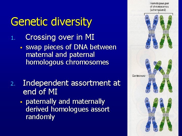 Genetic diversity Crossing over in MI 1. § swap pieces of DNA between maternal