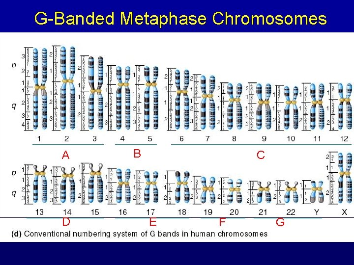 G-Banded Metaphase Chromosomes A D B C E F G 