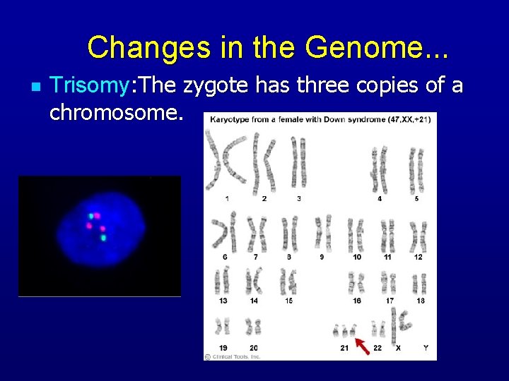 Changes in the Genome… n Trisomy: The zygote has three copies of a chromosome.
