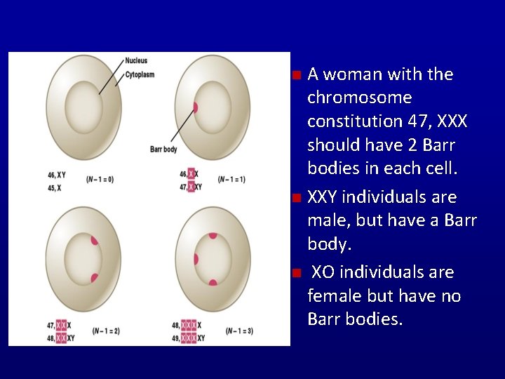A woman with the chromosome constitution 47, XXX should have 2 Barr bodies in