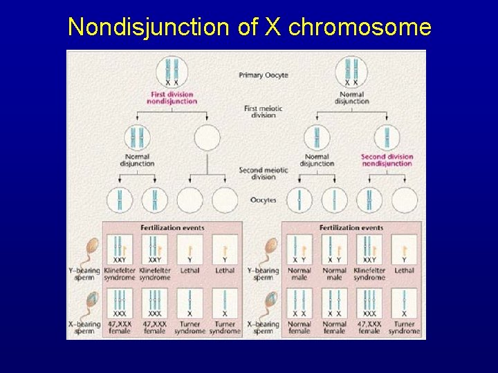 Nondisjunction of X chromosome 