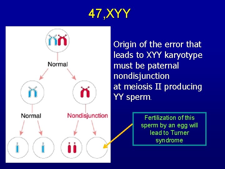 47, XYY X Y Origin of the error that leads to XYY karyotype must