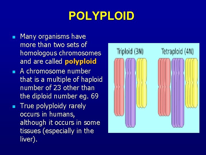 POLYPLOID n n n Many organisms have more than two sets of homologous chromosomes