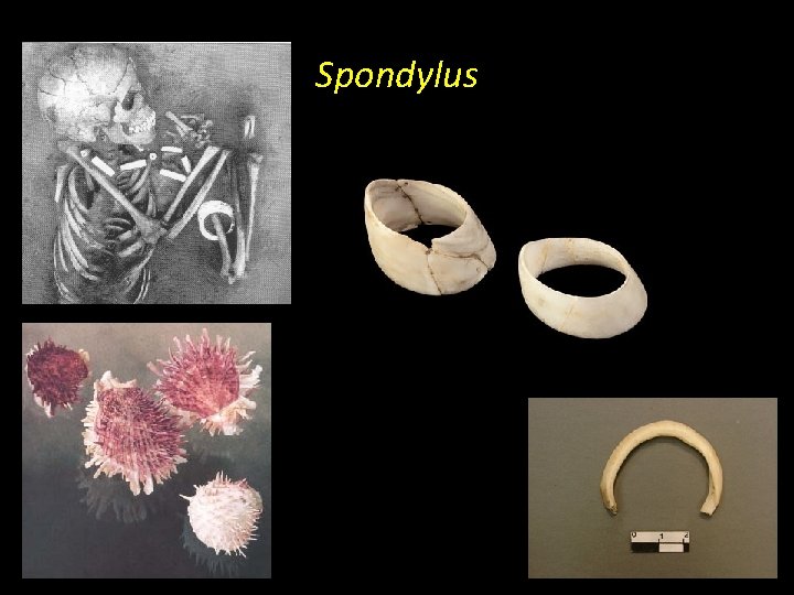 Spondylus 