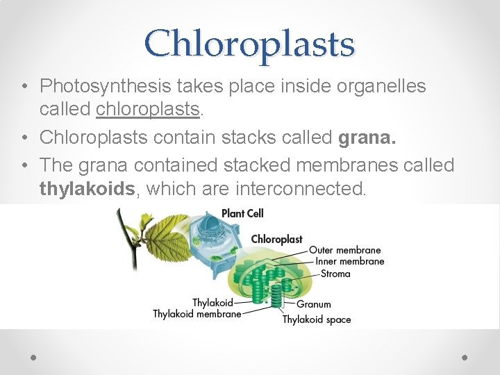 Chloroplasts • Photosynthesis takes place inside organelles called chloroplasts. • Chloroplasts contain stacks called