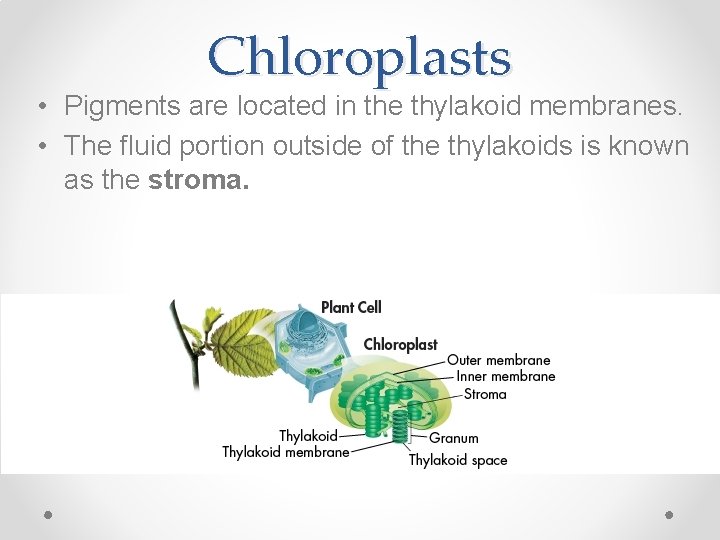 Chloroplasts • Pigments are located in the thylakoid membranes. • The fluid portion outside