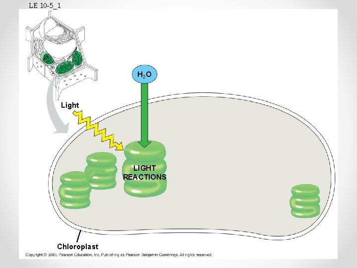LE 10 -5_1 H 2 O Light LIGHT REACTIONS Chloroplast 
