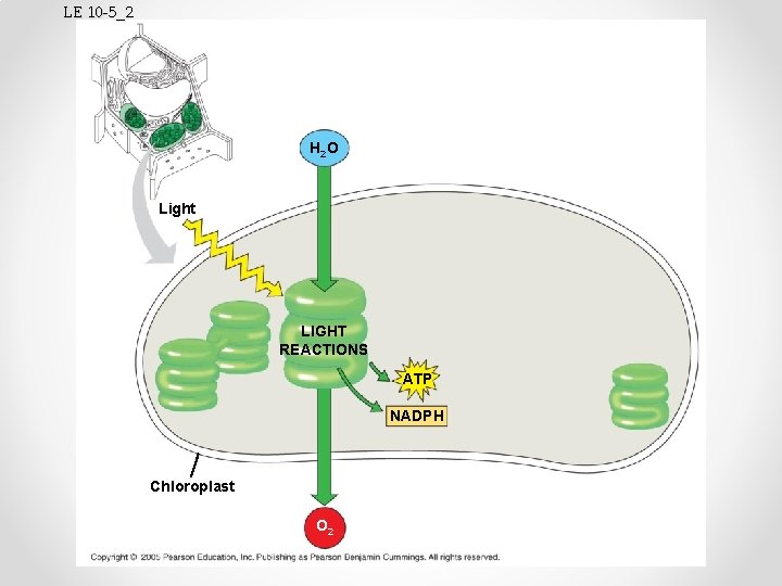 LE 10 -5_2 H 2 O Light LIGHT REACTIONS ATP NADPH Chloroplast O 2