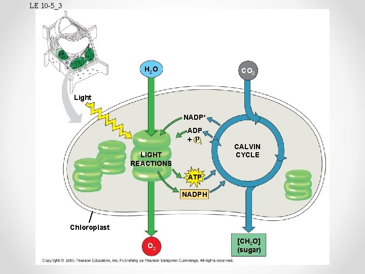 LE 10 -5_3 H 2 O CO 2 Light NADP+ ADP + Pi LIGHT