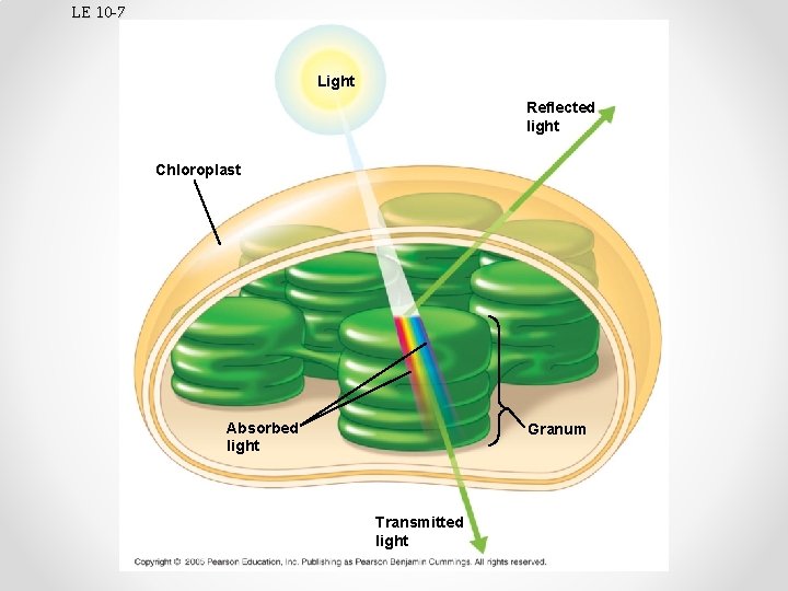 LE 10 -7 Light Reflected light Chloroplast Absorbed light Granum Transmitted light 