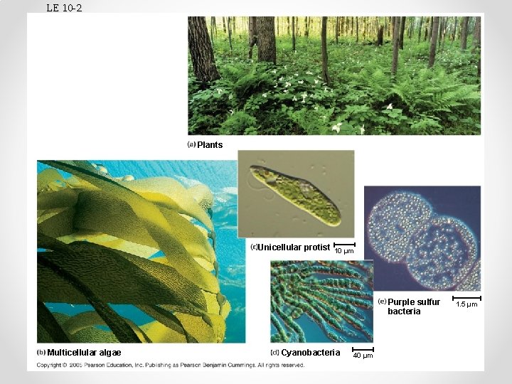 LE 10 -2 Plants Unicellular protist 10 µm Purple sulfur bacteria Multicellular algae Cyanobacteria
