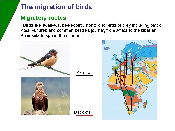 The migration of birds Migratory routes • Birds like swallows, bee-eaters, storks and birds