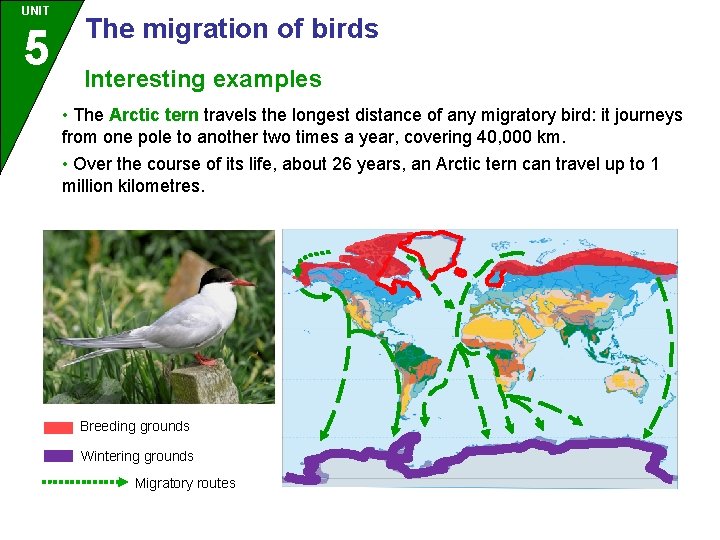 UNIT 5 The migration of birds Interesting examples • The Arctic tern travels the
