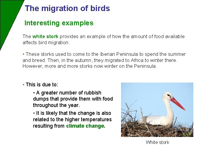 The migration of birds Interesting examples The white stork provides an example of how