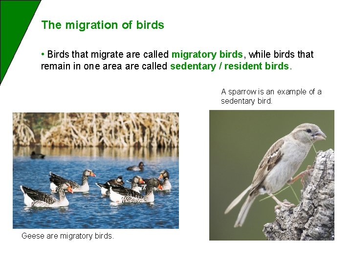 The migration of birds • Birds that migrate are called migratory birds, while birds