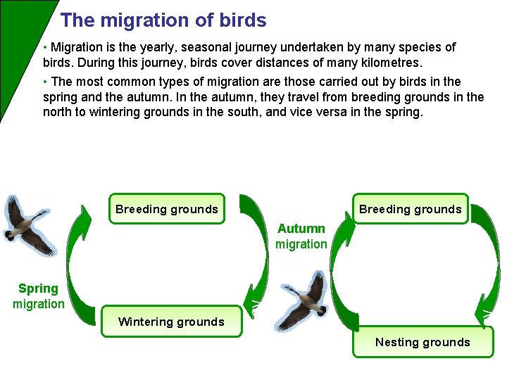 The migration of birds • Migration is the yearly, seasonal journey undertaken by many