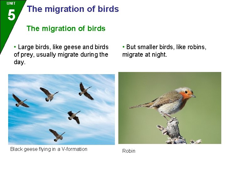 UNIT 5 The migration of birds • Large birds, like geese and birds of