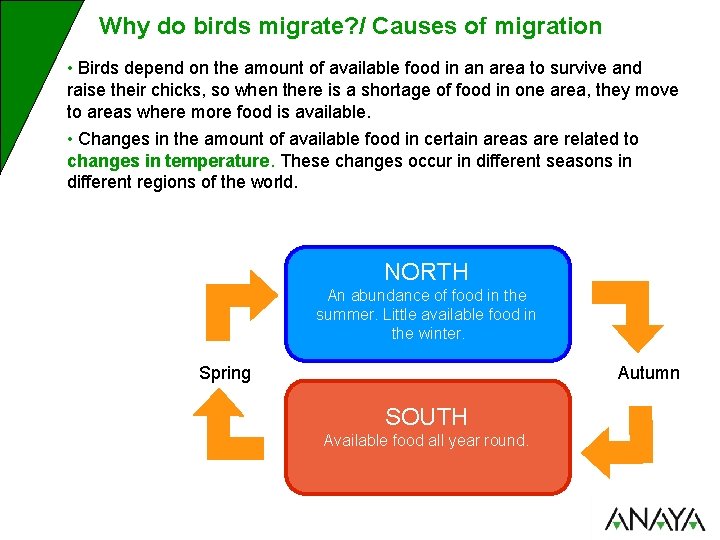Why do birds migrate? / Causes of migration • Birds depend on the amount