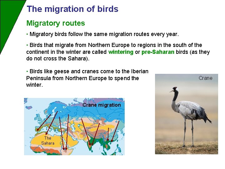 The migration of birds Migratory routes • Migratory birds follow the same migration routes