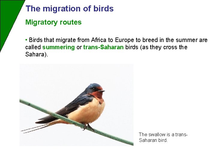 The migration of birds Migratory routes • Birds that migrate from Africa to Europe