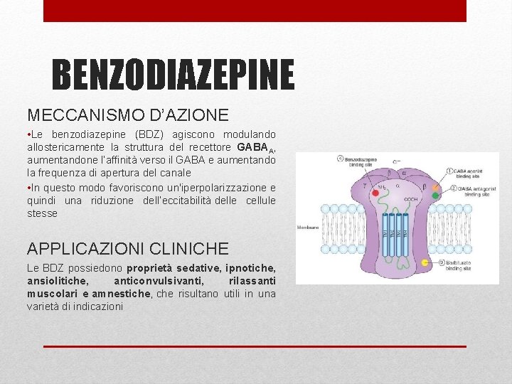 BENZODIAZEPINE MECCANISMO D’AZIONE • Le benzodiazepine (BDZ) agiscono modulando allostericamente la struttura del recettore